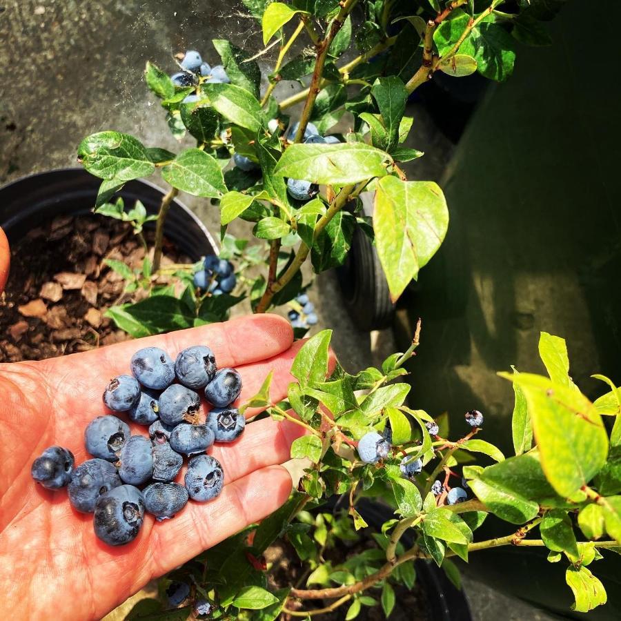 Charlie&Blueberries Appartement Belgrado Buitenkant foto